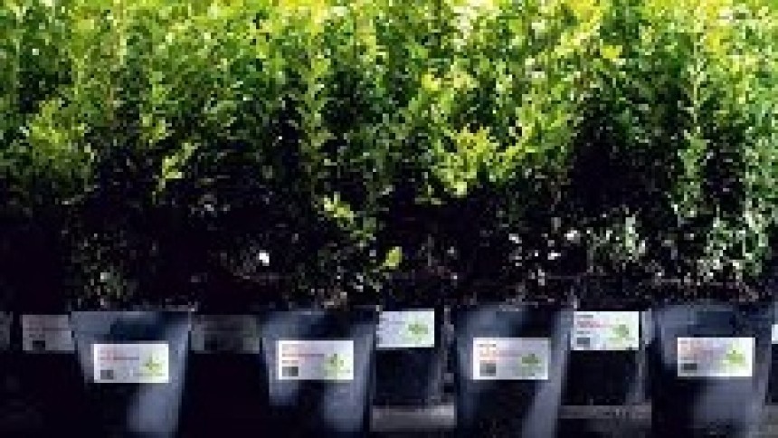 Multe ghivece cu plante etichetate