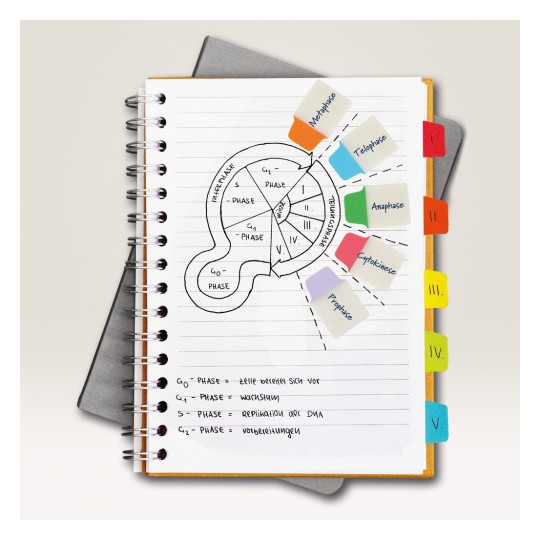 Imaginea prezintă un caiet cu un diagramă ce ilustrează fazele ciclului celular, incluzând faze precum G0, G1, S, G2 și M, etichetate cu note adezive de culori diferite. Caietul se află pe o suprafață gri, iar diverse note descriu fiecare fază.